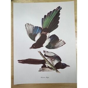 Audubon Birds of America American Magpie Original Print Vtg 1950 Peterson 9 x 12
